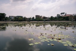 Lotus pond in Kampot, Cambodia