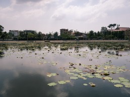 Lotus pond in Kampot, Cambodia