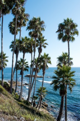 Palm trees at Laguna beach, California USA