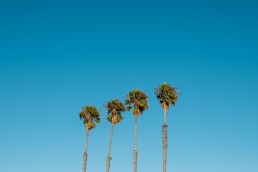 Palm trees in San Diego, California USA