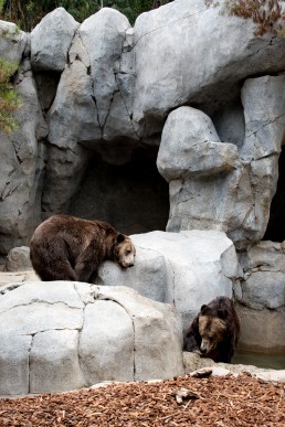 Bears at San Diego Zoo, California USA