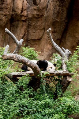 Sleeping panda at San Diego Zoo, California USA
