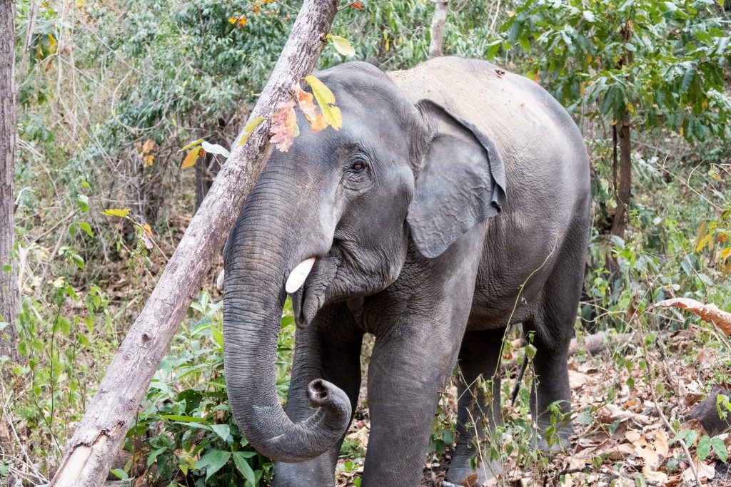 Visiting the Elephant Jungle Sanctuary in Chiang Mai - 365 THRIVE